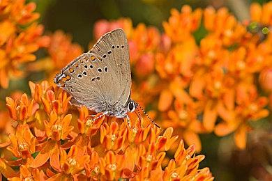 《七龙珠：电光炸裂！ZERO》追加DLC角色“远古赛亚人夏洛特”演示！